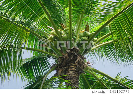 young coconuts on coconut tree young coconuts on coconut tree 141192775