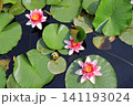 睡蓮、イメージ 141193024