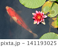 睡蓮と錦鯉、イメージ 141193025