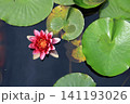 睡蓮、イメージ 141193026