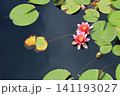 睡蓮、イメージ 141193027