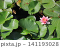 睡蓮、イメージ 141193028
