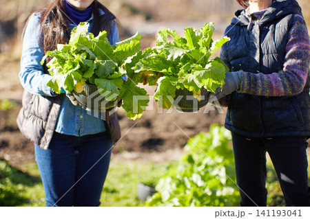 冬野菜を収穫する2人の女性 冬野菜を収穫する2人の女性 141193041