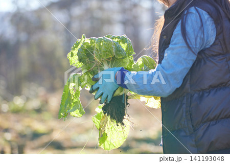 冬野菜を収穫する若い女性 冬野菜を収穫する若い女性 141193048