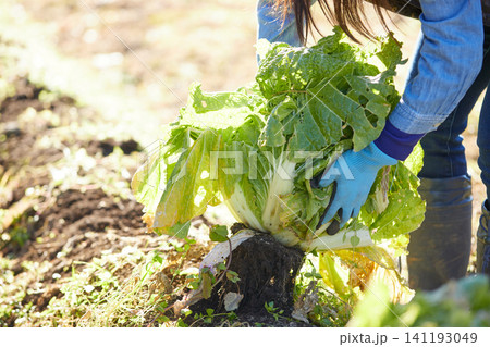 冬野菜を収穫する若い女性 冬野菜を収穫する若い女性 141193049