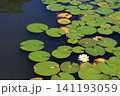 睡蓮、イメージ 141193059