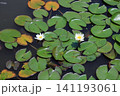 睡蓮、イメージ 141193061
