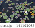 睡蓮、イメージ 141193062