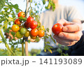 ミニトマトを収穫している農家 141193089