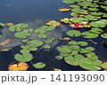 睡蓮、イメージ 141193090