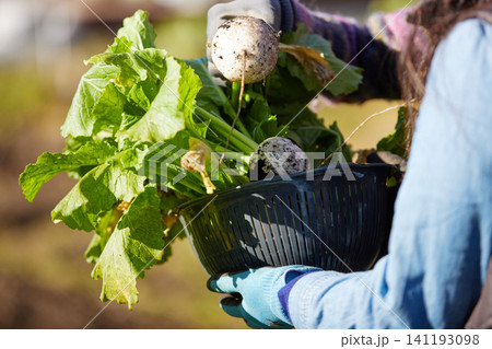 冬野菜を収穫する2人の女性 冬野菜を収穫する2人の女性 141193098