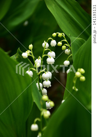 ベルのようなスズランの花 ベルのようなスズランの花 141193131