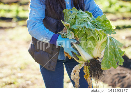 冬野菜を収穫する若い女性 冬野菜を収穫する若い女性 141193177
