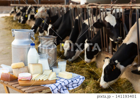 Dairy products - milk, cheese, cottage cheese on the background of cows in barn Dairy products - milk, cheese, cottage cheese on the background of cows in barn 141193401