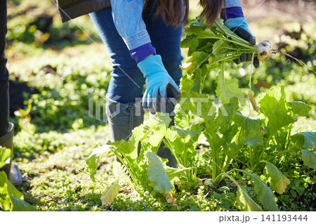 冬野菜を収穫する若い女性 冬野菜を収穫する若い女性 141193444