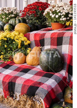 Pumpkins arranged with blooming chrysanthemums on outdoor building steps creating seasonal autumn entrance decoration Pumpkins arranged with blooming chrysanthemums on outdoor building steps creating seasonal autumn entrance decoration 141193518