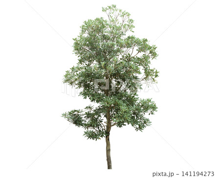 A lush green tree with a textured trunk stands isolated 141194273