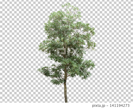 A lush green tree with a textured trunk stands isolated 141194273