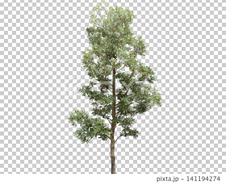 A tall, leafy green tree with a textured bark stands A tall, leafy green tree with a textured bark stands 141194274