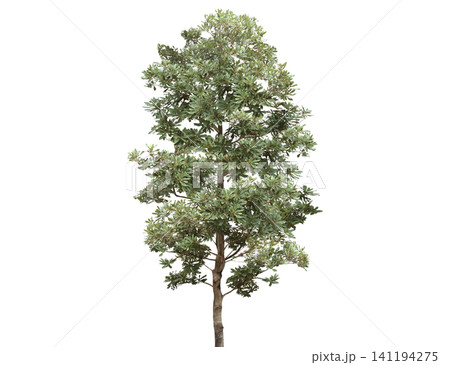 A tall, leafy green tree with a textured bark stands isolated 141194275