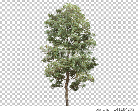 A tall, leafy green tree with a textured bark stands isolated A tall, leafy green tree with a textured bark stands isolated 141194275