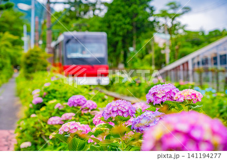【神奈川県】箱根登山鉄道 あじさい電車 【神奈川県】箱根登山鉄道 あじさい電車 141194277