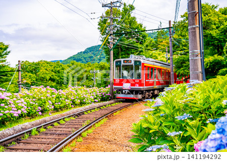 【神奈川県】箱根登山鉄道 あじさい電車 【神奈川県】箱根登山鉄道 あじさい電車 141194292