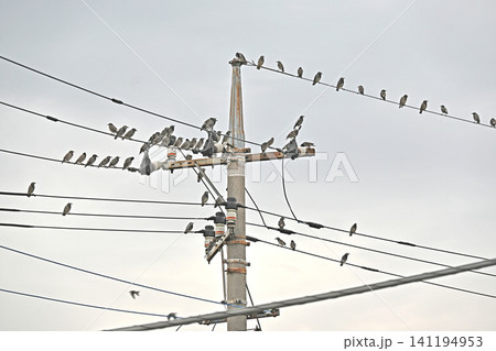電線に集まるたくさんのムクドリ 電線に集まるたくさんのムクドリ 141194953