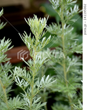 薬用植物 ニガヨモギ 薬用植物 ニガヨモギ 141195002
