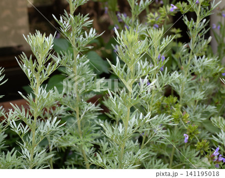 薬用植物 ニガヨモギ 薬用植物 ニガヨモギ 141195018