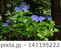 青い紫陽花 141195222