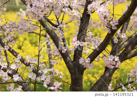 桜と菜の花畑 桜と菜の花畑 141195321