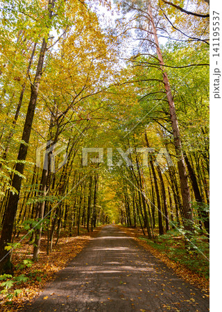 Autumn Forest Landscape With Fallen Leaves. Autumn nature concept representing seasonal transformation renewal and tranquility, where fallen leaves and colorful woodland create peaceful environment Autumn Forest Landscape With Fallen Leaves. Autumn nature concept representing seasonal transformation renewal and tranquility, where fallen leaves and colorful woodland create peaceful environment 141195537