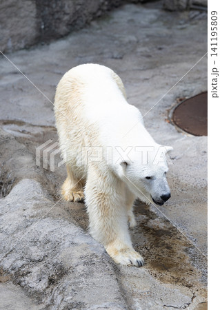 うつむきながらゆっくりと地面を徘徊する旭川市旭山動物園のシロクマの全身 うつむきながらゆっくりと地面を徘徊する旭川市旭山動物園のシロクマの全身 141195809