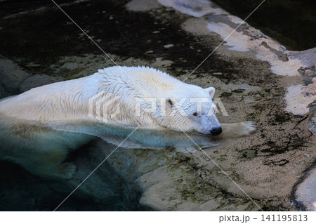 旭山動物園の水辺で穏やかな時間を過ごすホッキョクグマ 141195813