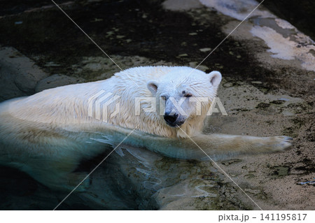 旭山動物園の水辺でリラックスした表情を見せるホッキョクグマ 141195817