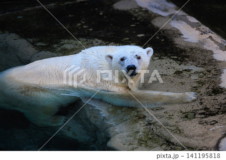 こちらを観察するように見つめる旭山動物園のホッキョクグマの瞳 141195818