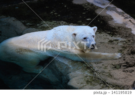 冷たい水の中に体を癒やしながら岩の縁で寛ぐホッキョクグマの横顔 141195819