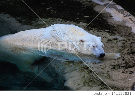 旭山動物園のホッキョクグマ館で水辺の岩肌に横たわる白熊 旭山動物園のホッキョクグマ館で水辺の岩肌に横たわる白熊 141195821