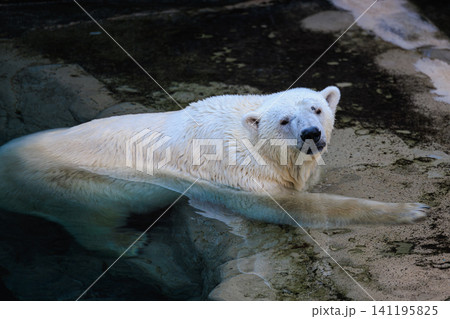 穏やかな表情で水の中からこちらをじっと見つめる旭川市旭山動物園のホッキョクグマ 141195825