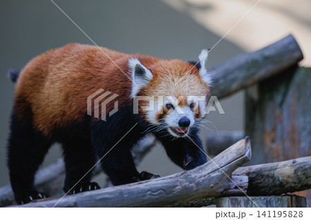 旭山動物園のレッサーパンダ舎で丸太の足場を散歩する愛らしい姿 旭山動物園のレッサーパンダ舎で丸太の足場を散歩する愛らしい姿 141195828
