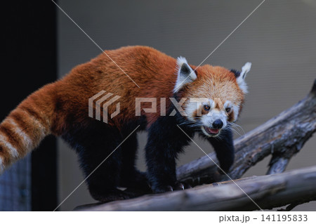 少し口を開けた愛らしい表情で吊り橋を渡る旭川市旭山動物園のレッサーパンダ 少し口を開けた愛らしい表情で吊り橋を渡る旭川市旭山動物園のレッサーパンダ 141195833