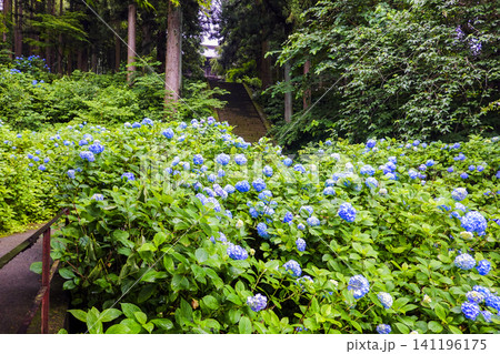 参道の青い紫陽花 参道の青い紫陽花 141196175