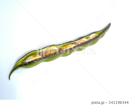 Fresh Vicia Faba (Broad Bean) Pod with Seeds Isolated Fresh Vicia Faba (Broad Bean) Pod with Seeds Isolated 141196344