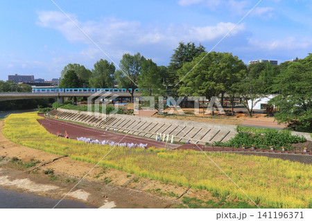 広瀬川河川敷の菜の花畑と仙台市地下鉄東西線 広瀬川河川敷の菜の花畑と仙台市地下鉄東西線 141196371