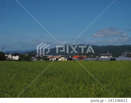 梅雨明けした香長平野(青空と四国山脈と朝の田園風景) 梅雨明けした香長平野(青空と四国山脈と朝の田園風景) 141196621