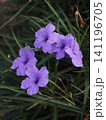 ムラサキイセハナビの花とつぼみ（紫色のヤナギバルイラソウ） 141196705