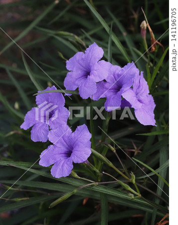 ムラサキイセハナビの花とつぼみ(紫色のヤナギバルイラソウ) ムラサキイセハナビの花とつぼみ(紫色のヤナギバルイラソウ) 141196705
