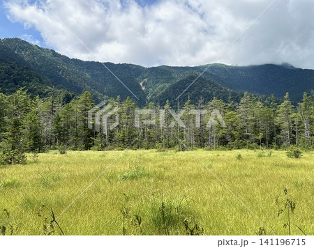 夏の上高地・田代湿原の広大な草地と新緑の山々 夏の上高地・田代湿原の広大な草地と新緑の山々 141196715