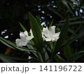 梅雨時の淡い日ざしを浴びたキョウチクトウ（白い夾竹桃の花） 141196722